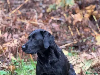 Labrador Retriever dogs Labrador retriever male - Advert 1