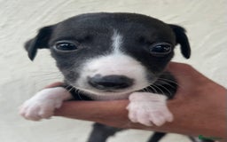 Whippet dogs for sale: Whippet puppies Ready soon! 5 BOYS left  - Image 6