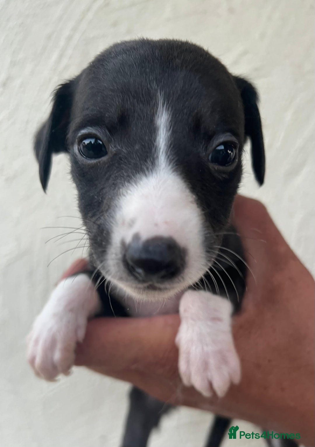Whippet dogs for sale: Whippet puppies Ready soon! 5 BOYS left  - Image 6