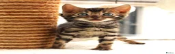 Bengal cats for sale: CUTE BROWN BENGAL MALE KITTENS - Advert 19