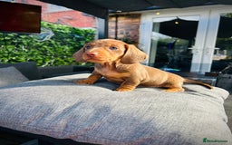 Miniature Dachshund dogs for sale: Last Male Miniature Daschund  🩵 - Image 2