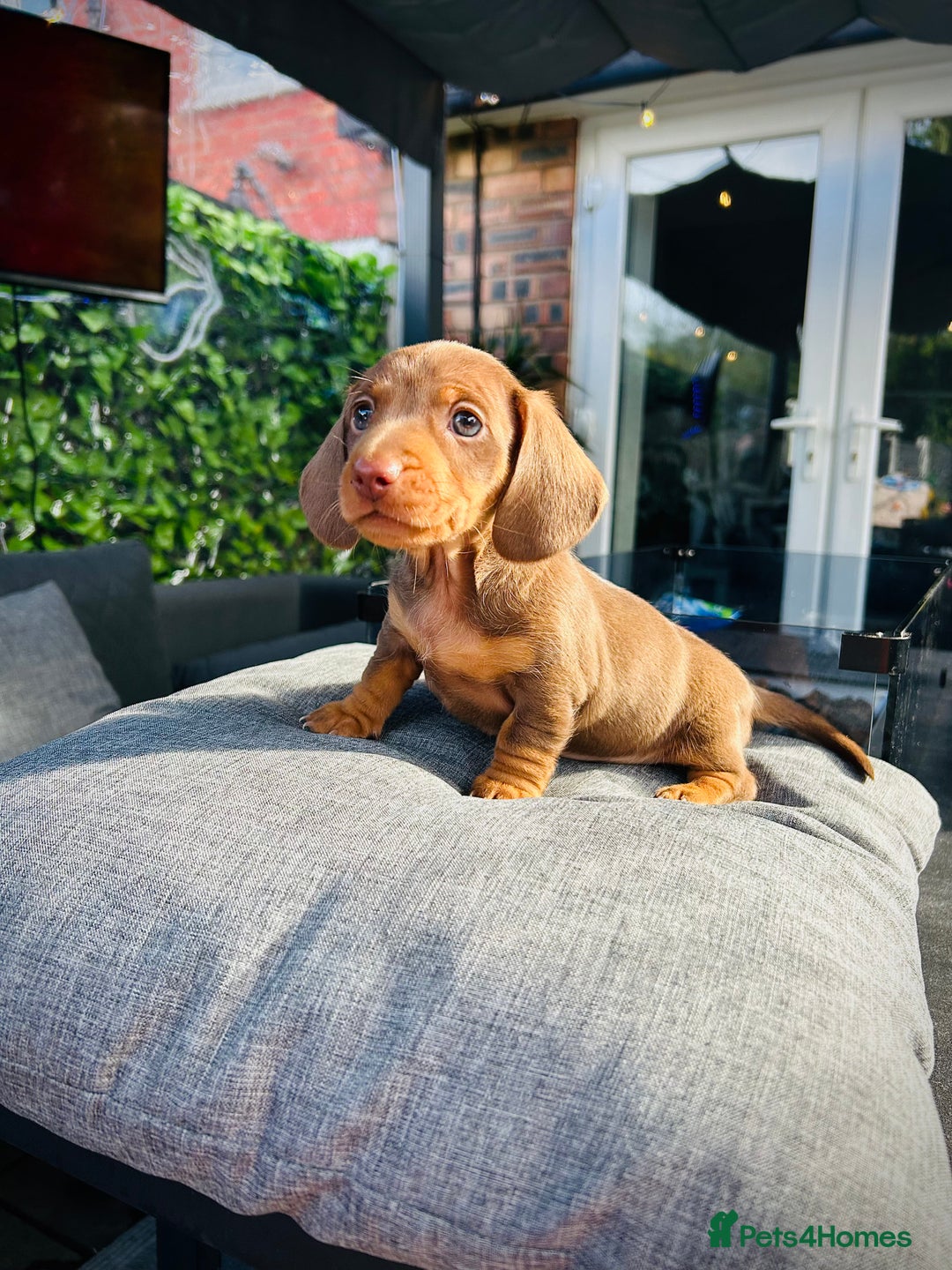 Miniature Dachshund dogs for sale: Last Male Miniature Daschund  🩵 - Image 2