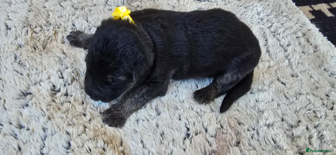 German Shepherd dogs for sale: German Shepherd puppies  in Umberleigh - Advert 2