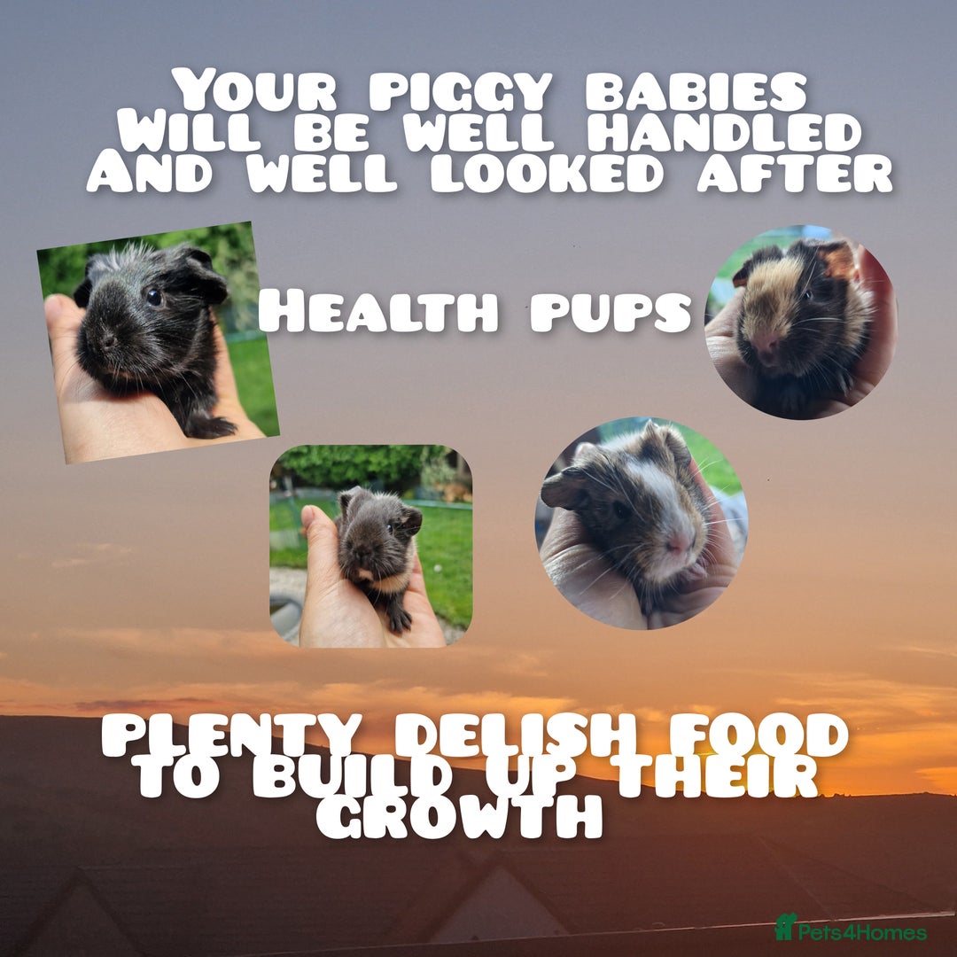 Guinea Pig rodents for sale: Beautiful smooth coat American breed - Image 13