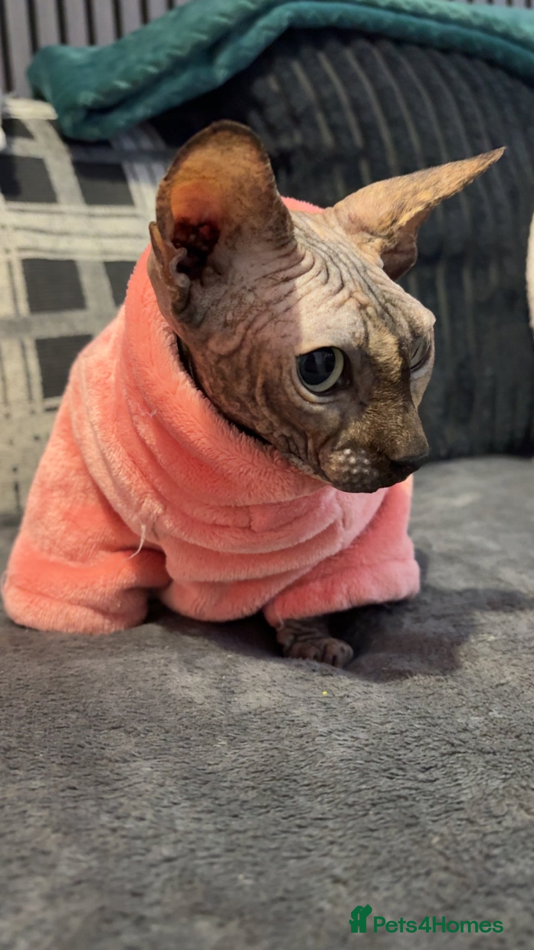 Sphynx cats for sale: Two female sphynx cats - Advert 2