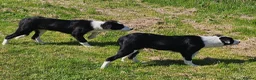 Border Collie dogs for sale: ISDS Border Collie Pups - Advert 2
