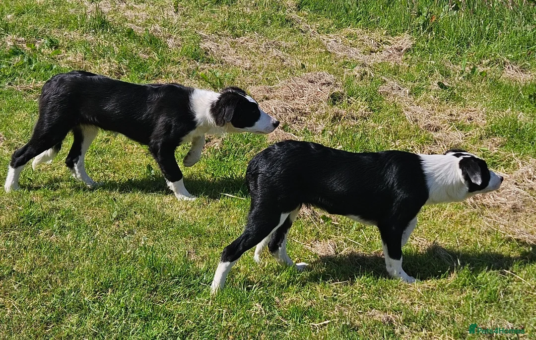 Border Collie dogs for sale: ISDS Border Collie Pups - Advert 2