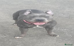 Staffordshire Bull Terrier dogs for sale: Beautiful female staffy puppy - Image 14