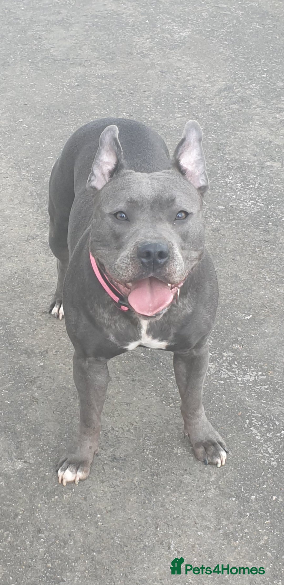 Staffordshire Bull Terrier dogs for sale: Beautiful female staffy puppy - Image 14