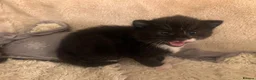 Mixed Breed cats for sale: 2 Tuxedo Tabby Boys in Shifnal - Advert 26
