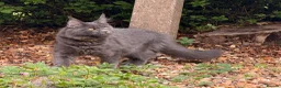 Maine Coon cats for sale: Maine Coon kittens - Advert 22