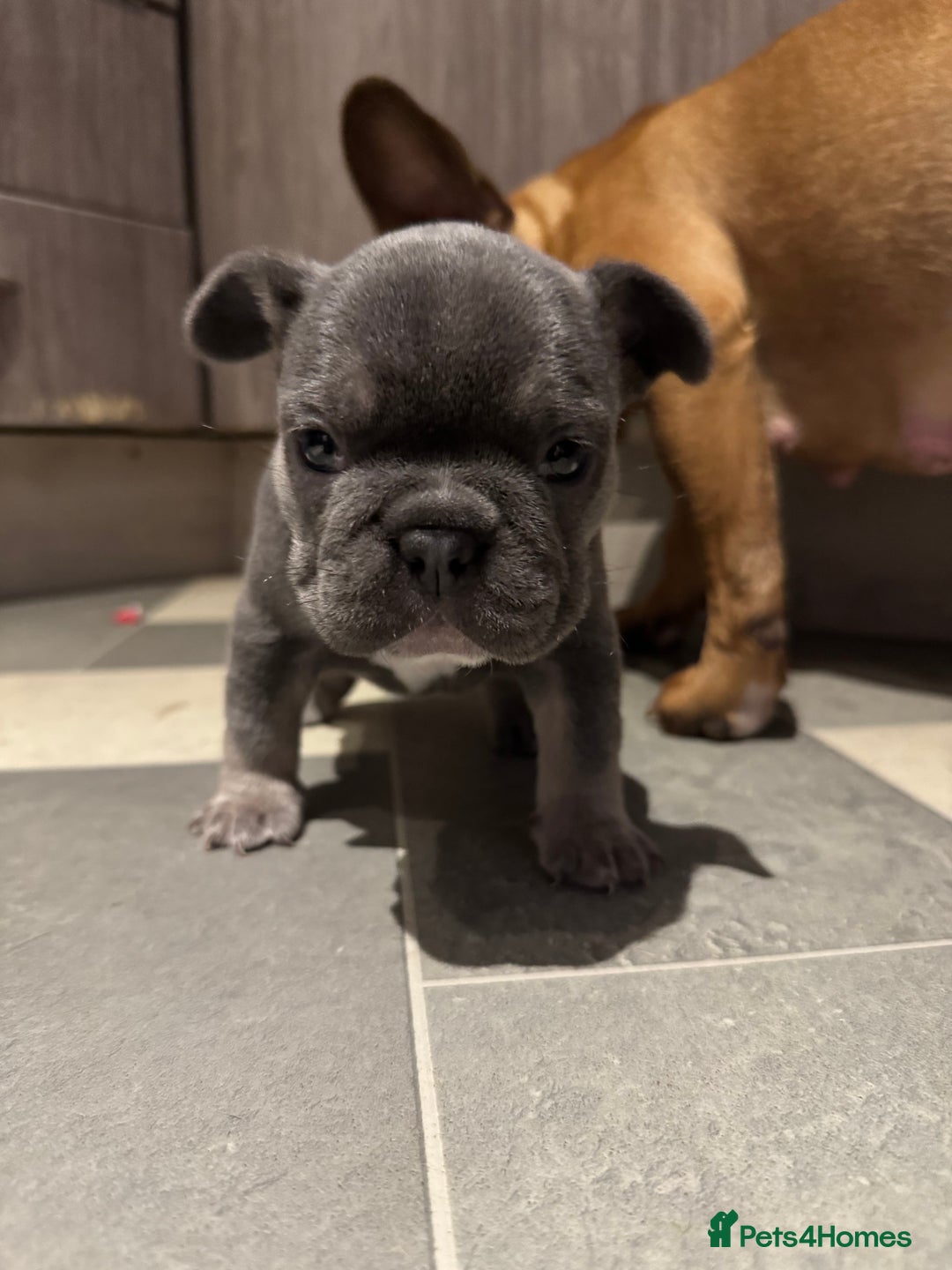 French Bulldog dogs for sale:  AMAZING PUPS  - Advert 26