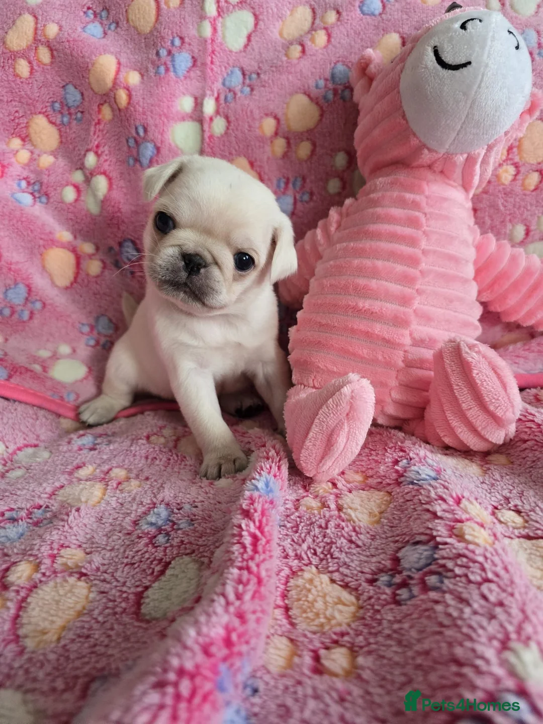 Pug dogs for sale:  1 PUG PUPPY remains! K. C. registered. - Advert 1