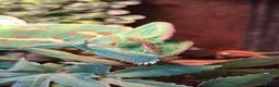 Chameleon reptiles for sale: Beautiful female Camelion for rehoming in Shrewsbury - Advert 2