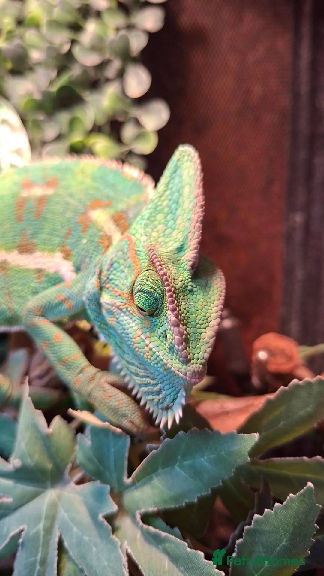 Chameleon reptiles for sale: Beautiful female Camelion for rehoming in Shrewsbury - Advert 2