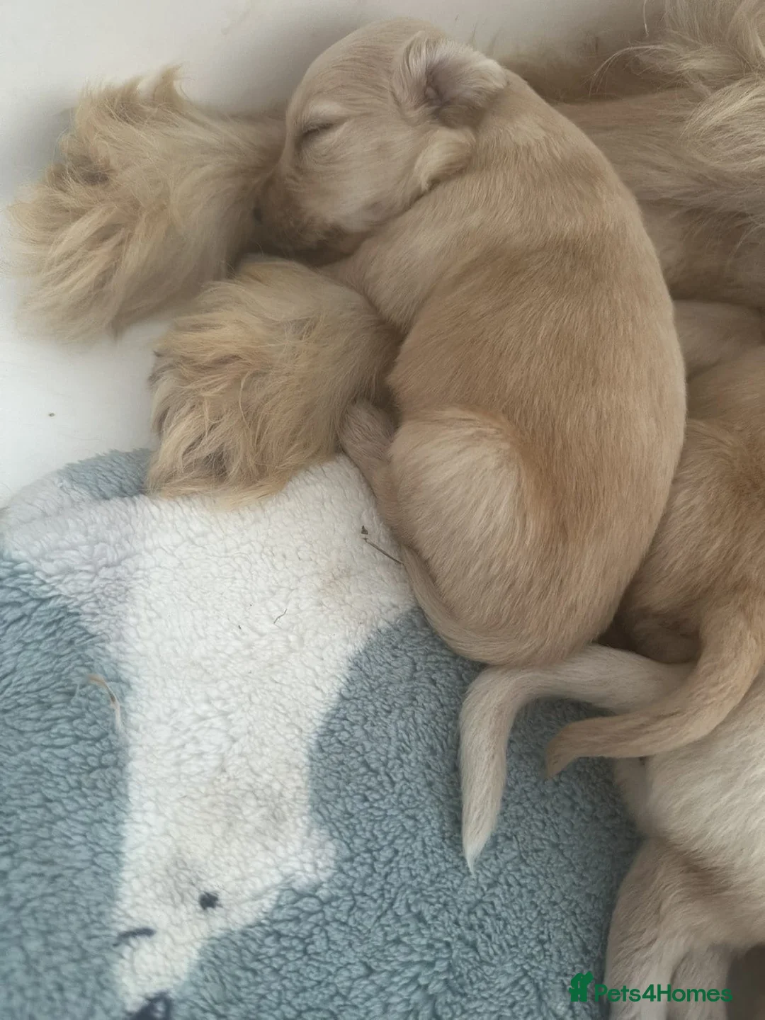 Mixed Breed dogs for sale: Beautiful Strong healthy puppy’s  - Advert 7