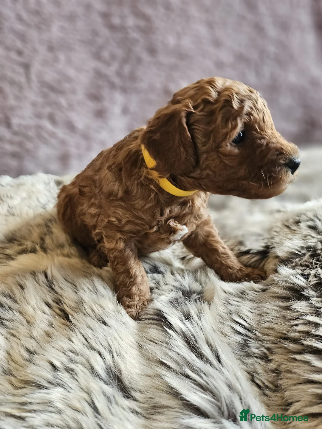 Mixed Breed dogs for sale: F1B Cockapoo Puppies – KC Toy Poodle Sired in Halifax - Advert 27
