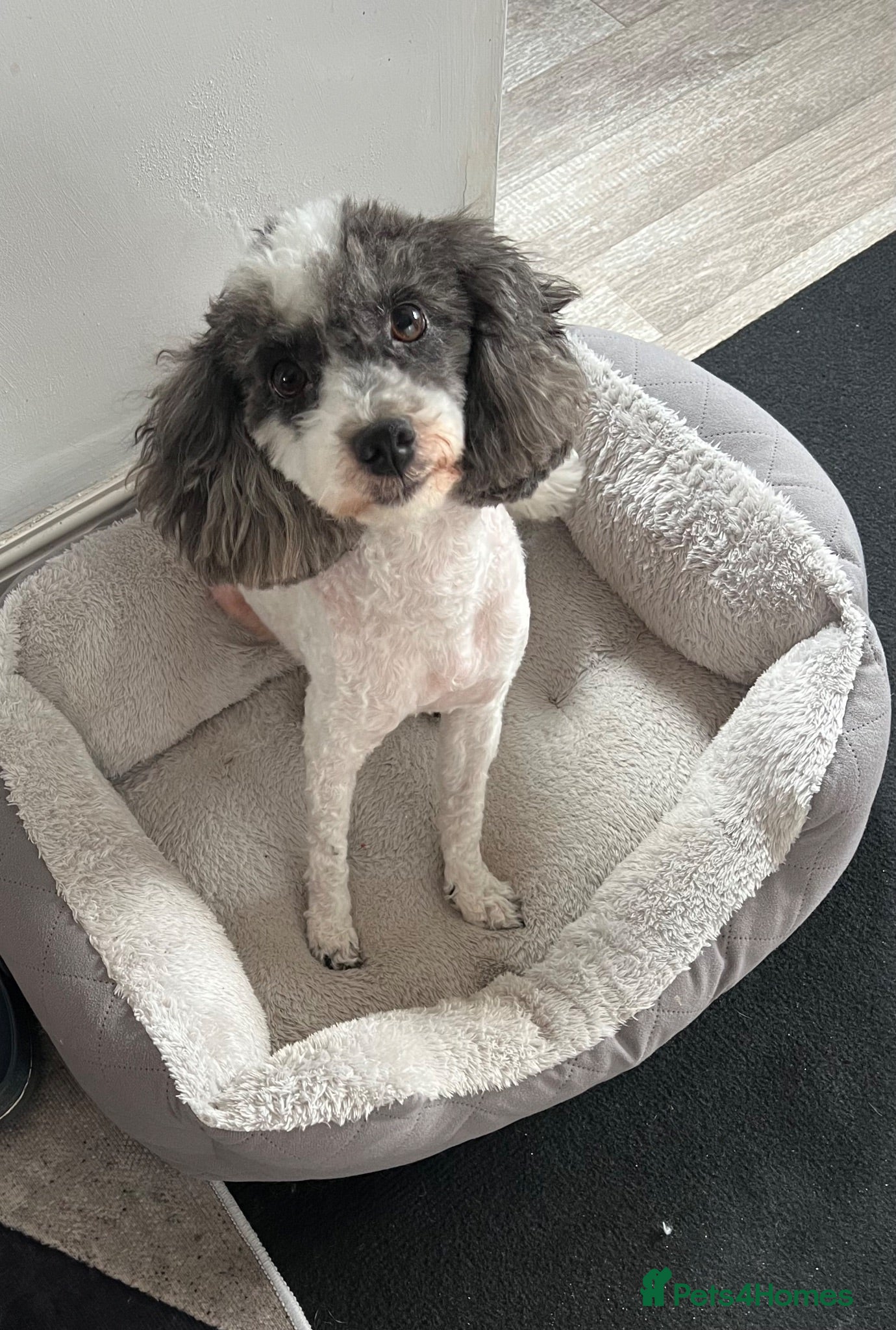 Poodle dogs Adorable Toy Poodle Puppies  - Advert 2