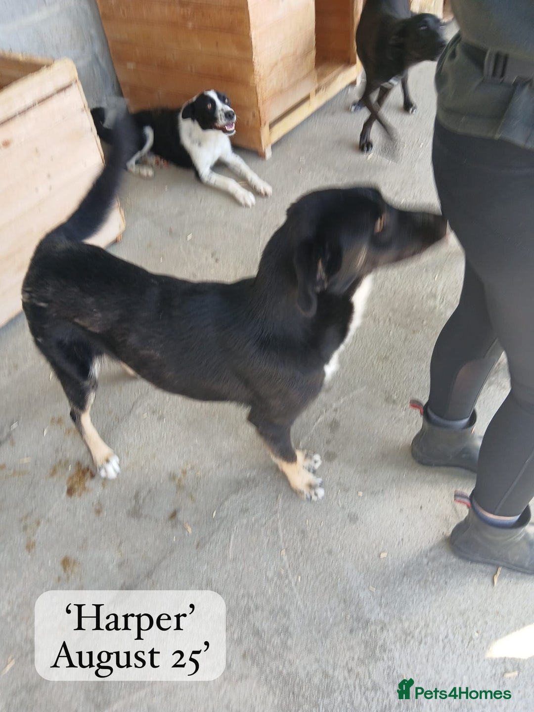 Mixed Breed dogs for adoption: Harper, 18 months. Available for adoption. - Image 13