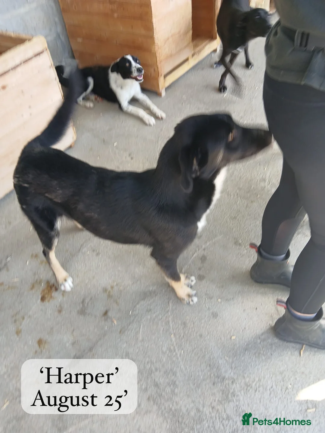 Mixed Breed dogs for adoption: Harper, 18 months. Available for adoption. - Advert 13