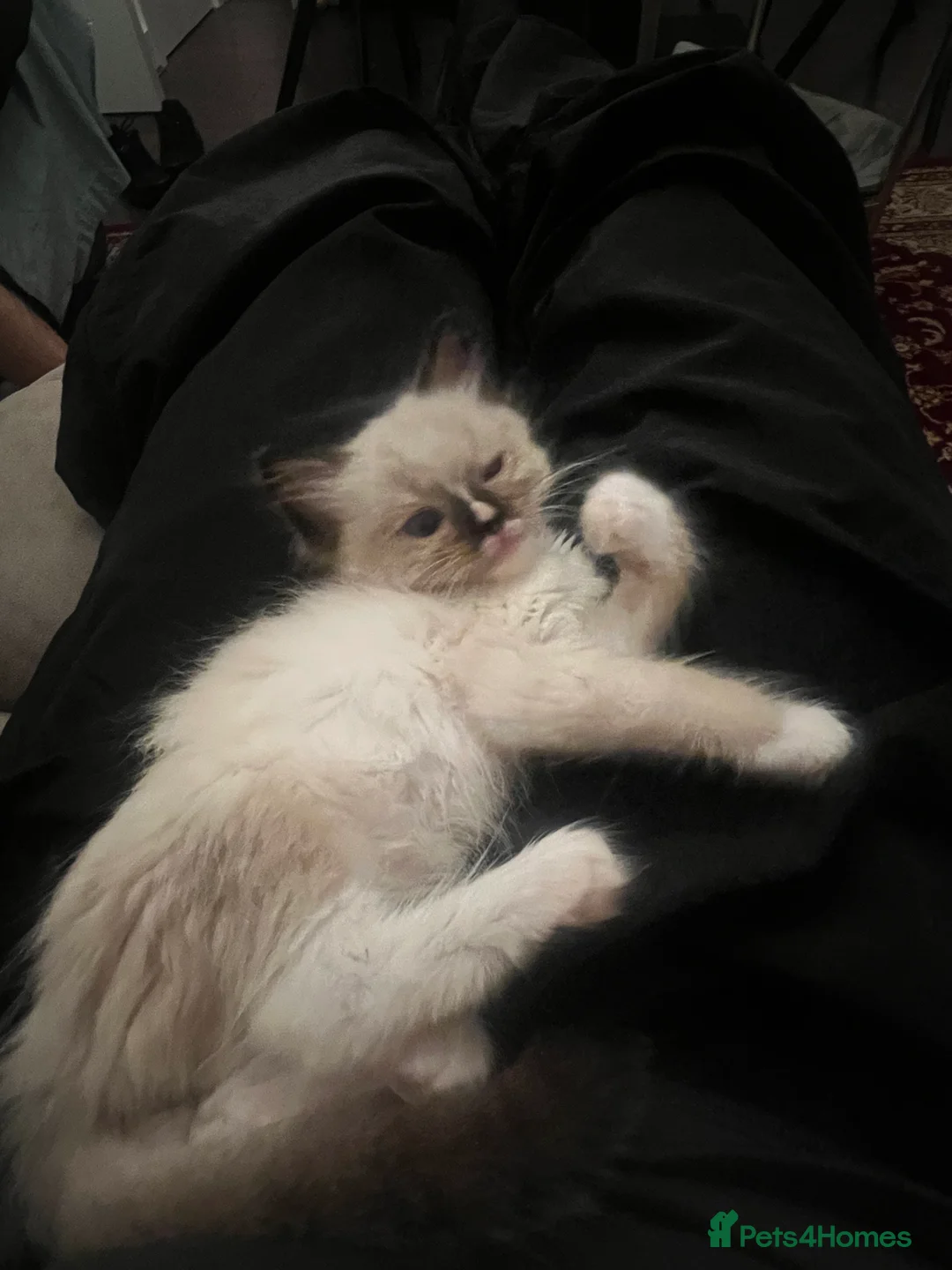 Ragdoll cats for sale: fluffy, male ragdoll kitten - Advert 13