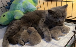 British Shorthair cats for sale: British Shorthair babies 💞💞💞 - Image 8