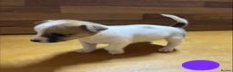 Mixed Breed dogs for sale: **Gorgeous Jack Russell × Bichon Frise Puppies - Advert 10