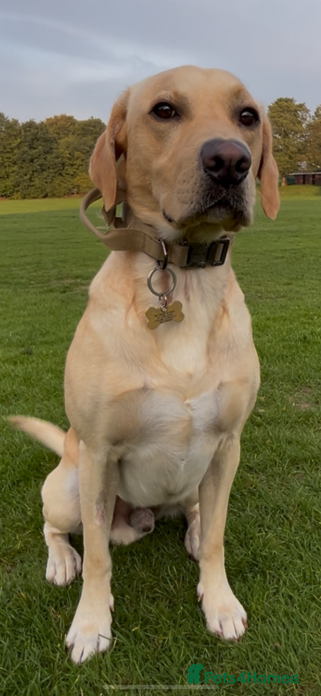 Labrador Retriever dogs Fifth generation pedigree, Labrador for stud  - Advert 1