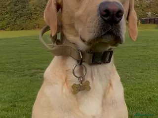 Labrador Retriever dogs Fifth generation pedigree, Labrador for stud - Advert 21