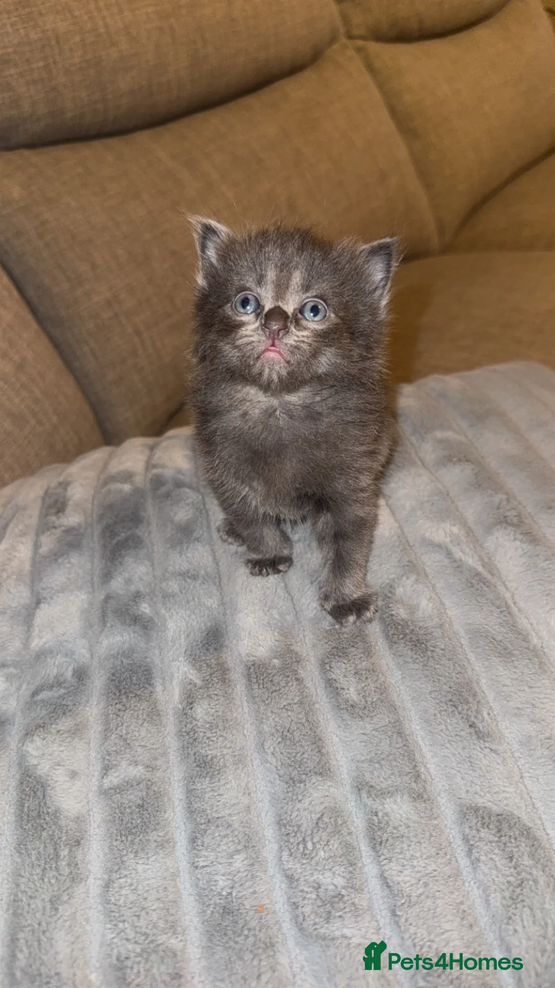 Mixed Breed cats for sale: Kittens for sale  - Advert 2