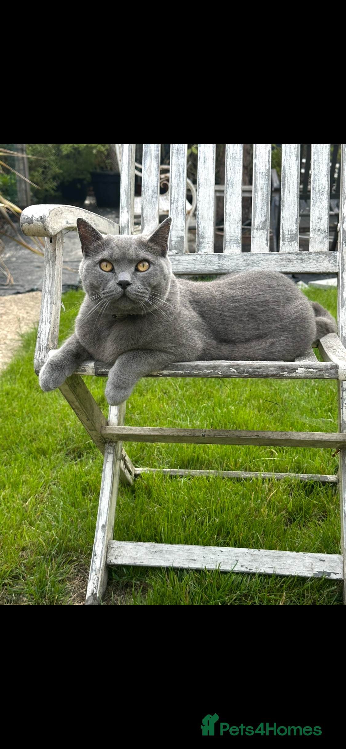 British Shorthair cats British Blue Male Cat - Advert 2