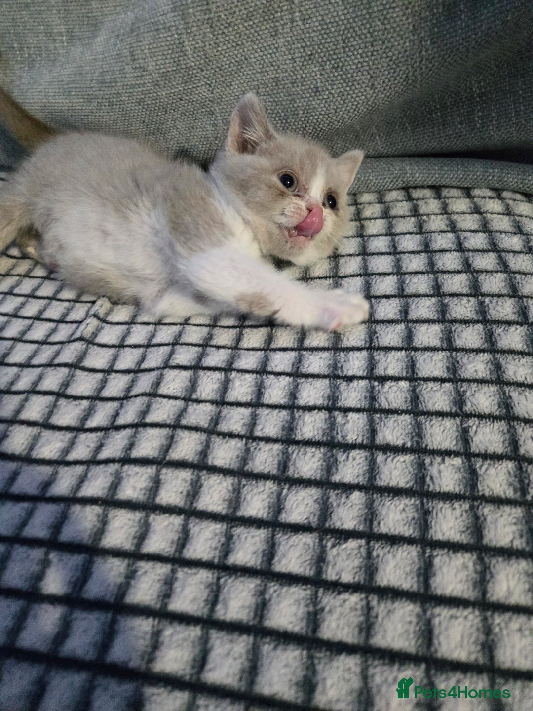 British Shorthair cats for sale: British shorthair kittens olny 1 girl ready now - Advert 15