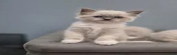 Ragdoll cats for sale: GCCF Pedigree Radolls - Advert 8