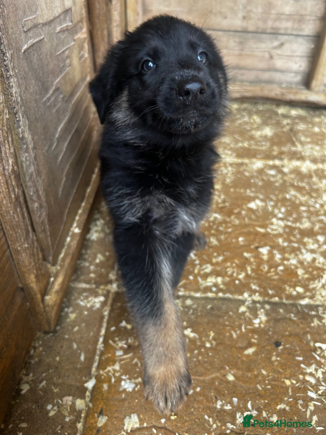 German Shepherd dogs for sale: German shepherd puppies  - Image 4