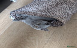 British Shorthair cats for sale: Reduced British Shorthair kittens Ready  - Image 7