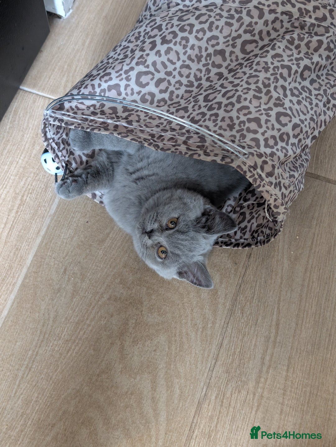 British Shorthair cats for sale: Reduced British Shorthair kittens Ready  - Image 7