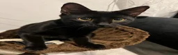 Mixed Breed cats for sale: Loving black cat called midnight ❤️ in London - Advert 15