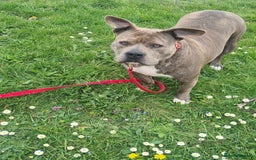 American Bully dogs for sale: Beautiful amarican pocket bullys  - Advert 1