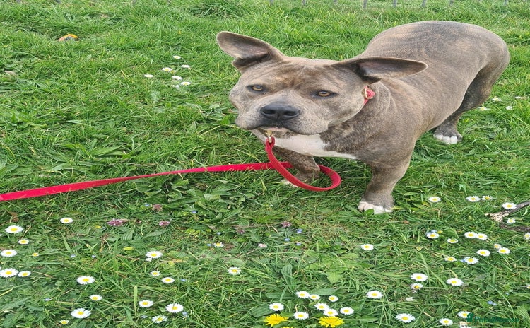 American Bully dogs Beautiful amarican pocket bullys  - Advert 3