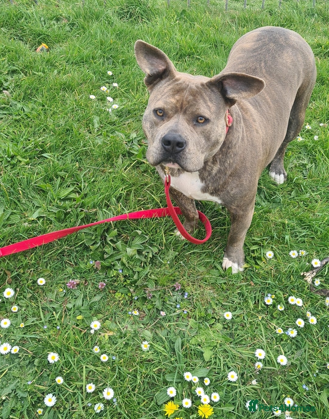 American Bully dogs for sale: Beautiful amarican pocket bullys  - Advert 1