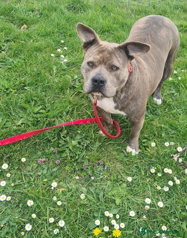 American Bully dogs Beautiful amarican pocket bullys - Advert 1