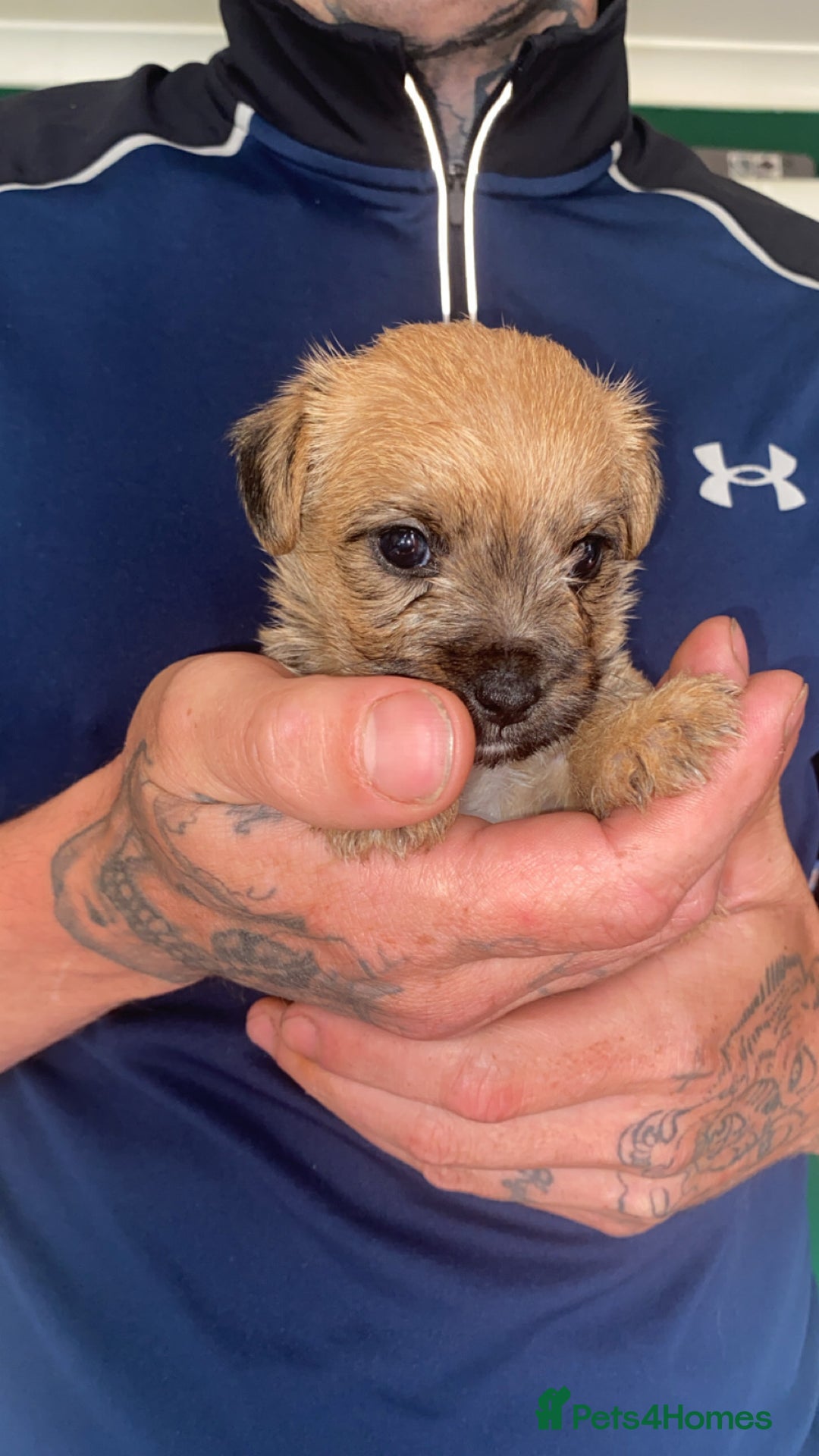 Patterjack dogs for sale: Two rescue pups patterjacks - Image 3