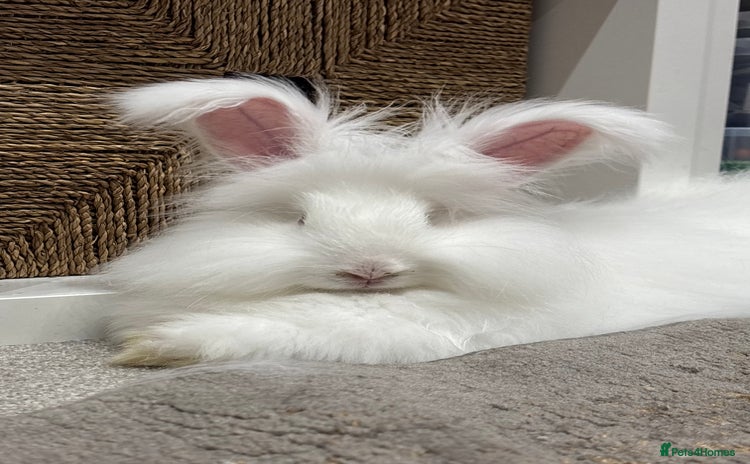 Angora rabbits - Advert 4