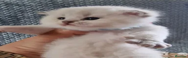 GEORGE