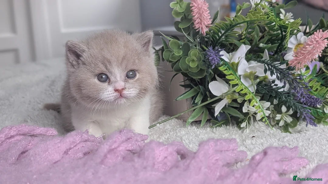 British Shorthair cats for sale: Fawn bi colour boy - Advert 2