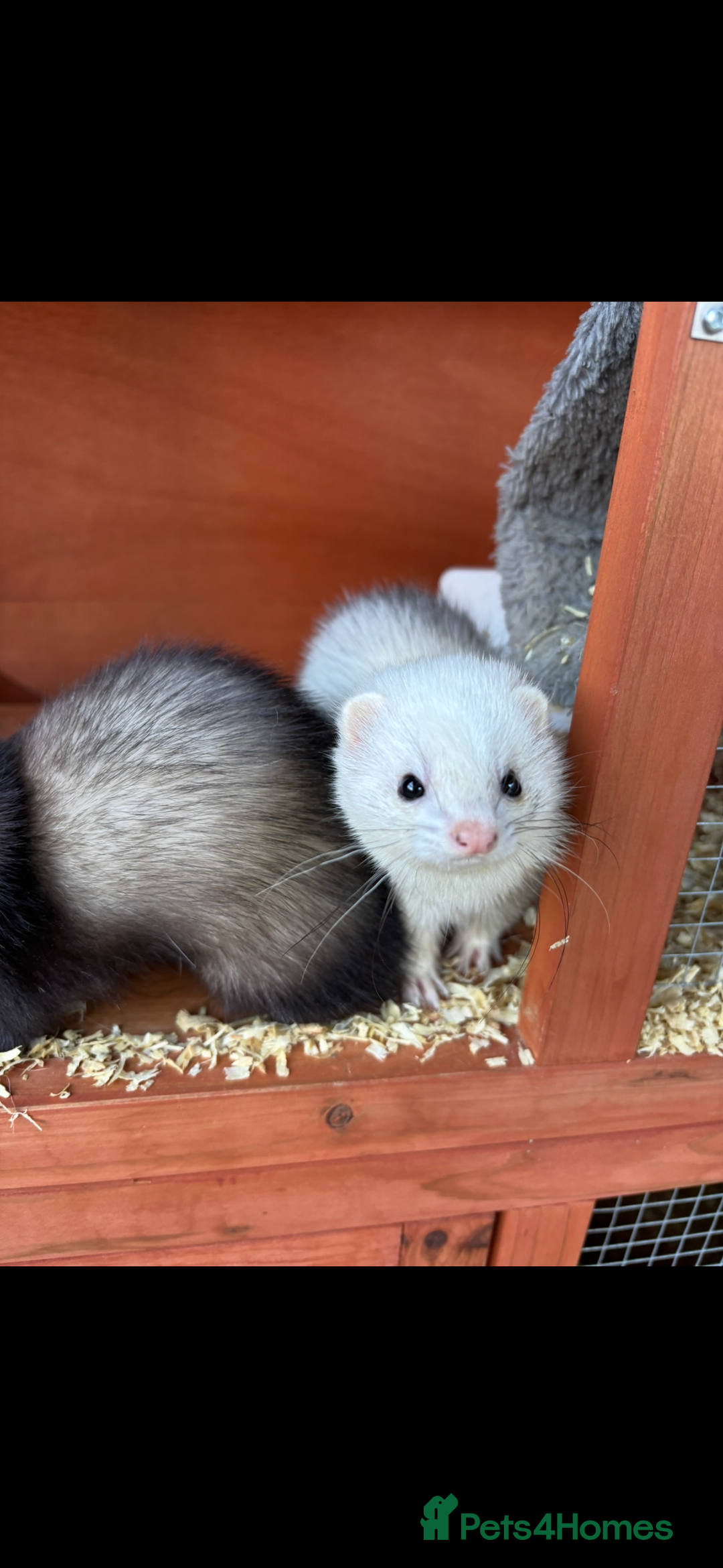 Ferret rodents for sale: 2 male micro ferrets - entire - Advert 3