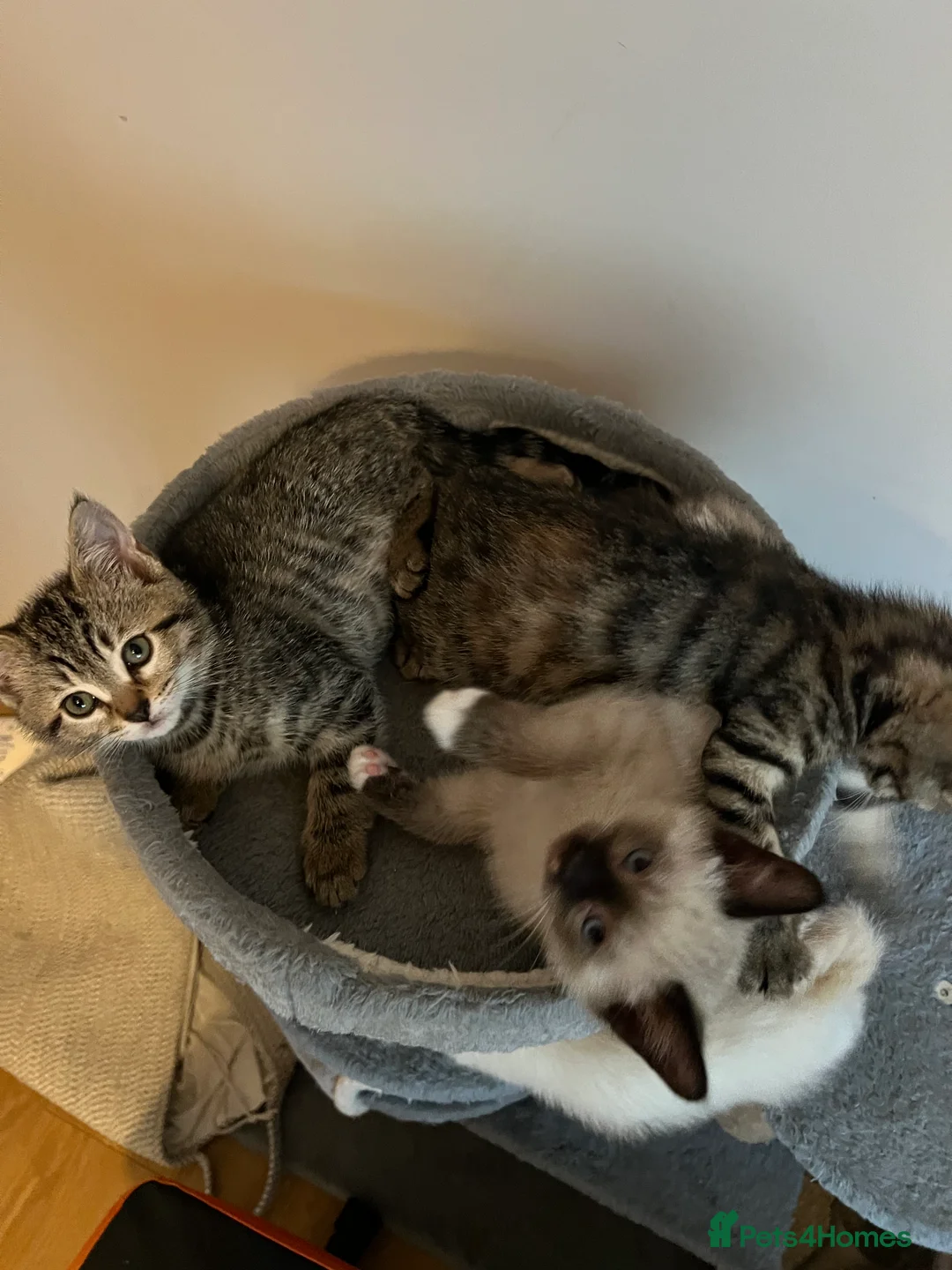 Mixed Breed cats for sale: Mixed Kittens - Advert 2