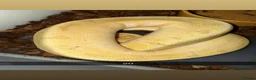 Python Snake reptiles for sale: Royal pythons  - Advert 19