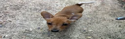 Jack Russell dogs for sale: Jack Russell girl  - Advert 4