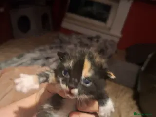 Mixed Breed cats 10 gorgeous kittens - Advert 3